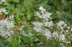 泉の森