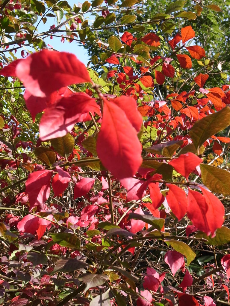 泉の森　ニシキギ