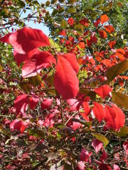 泉の森　ニシキギ