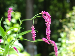 しらかしの池 (あかまんま)