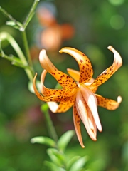 庭のオニユリ八重