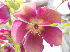 クリスマスローズ