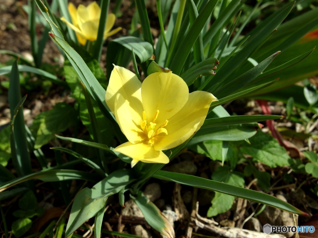 庭の花