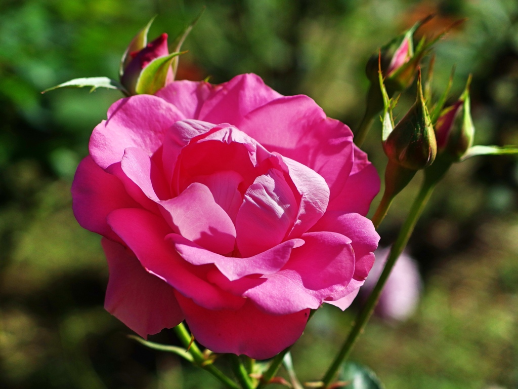 泉の森
