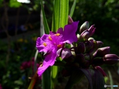 庭の花