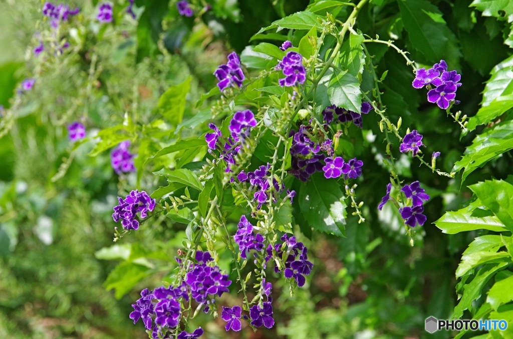 庭の花