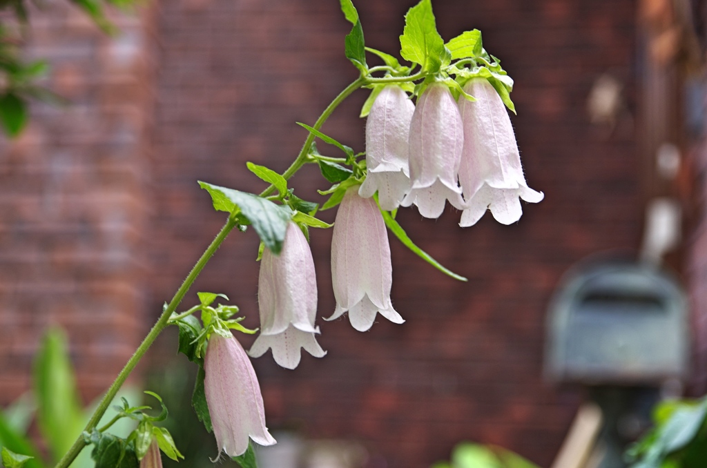 庭の花