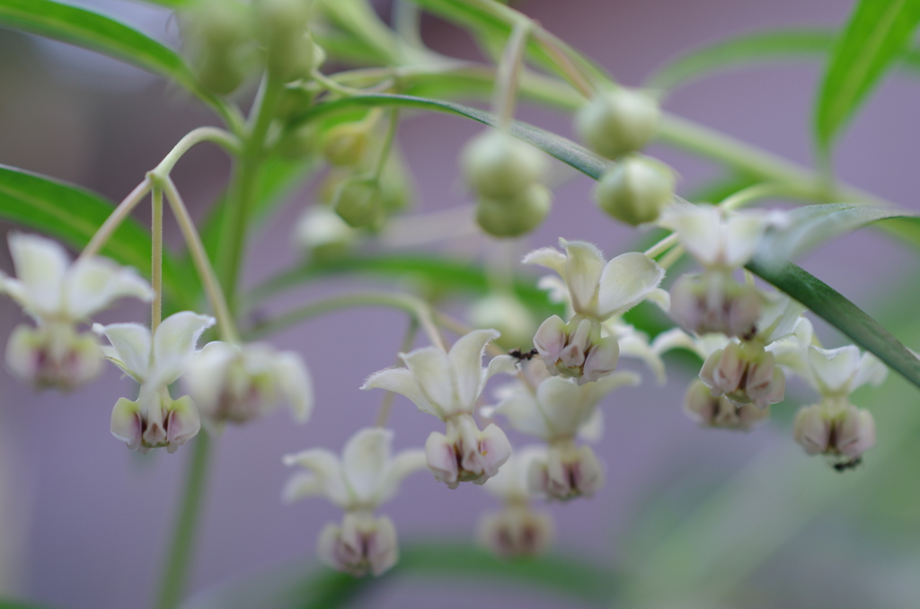 フウセントウワタ