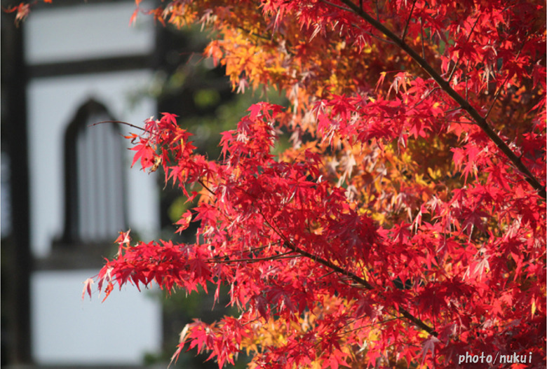 紅葉と寺