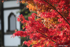 紅葉と寺