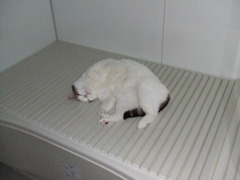 DSCF8070