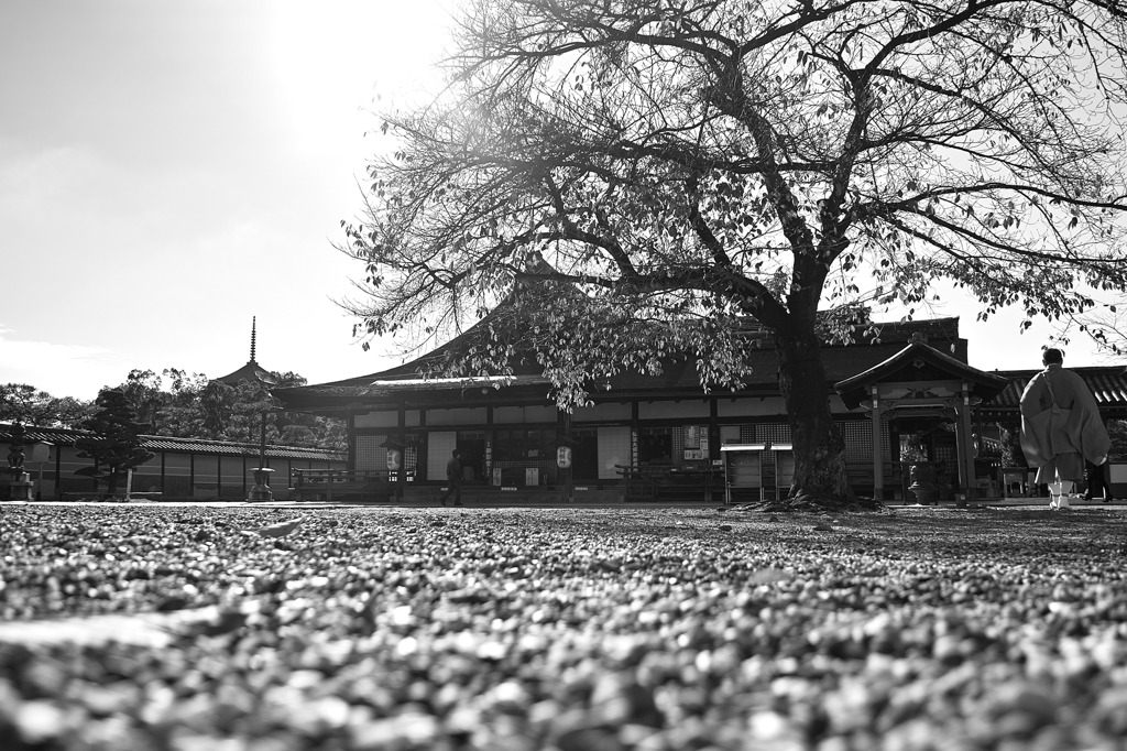 小春空の下で