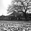 小春空の下で