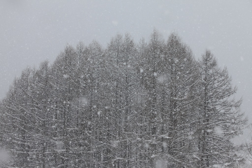 雪華舞
