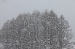 雪華舞