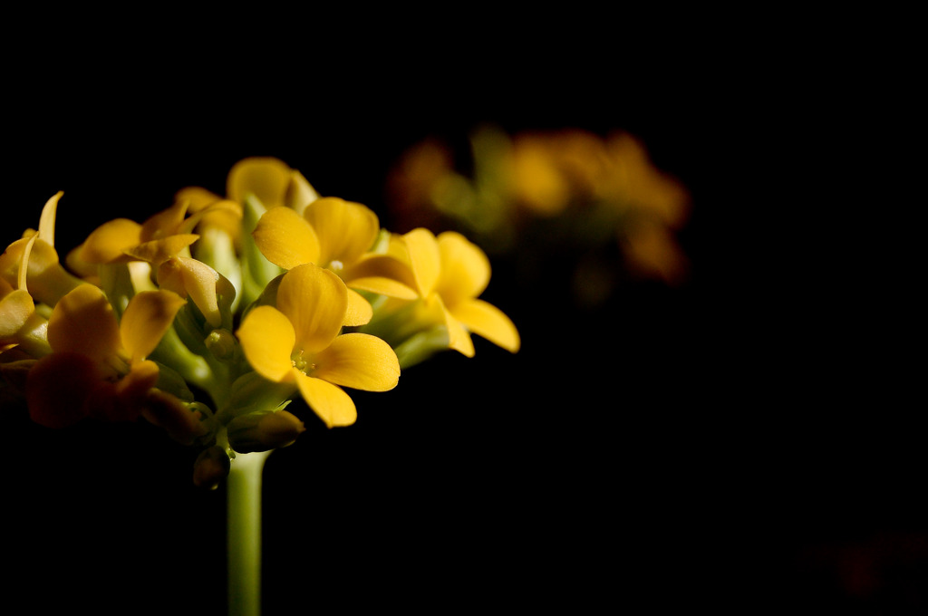 黄色いカランコエ