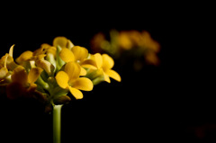 黄色いカランコエ