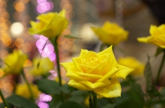 黄色いバラと玉ボケ