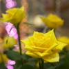 黄色いバラと玉ボケ