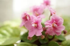 鉢植え