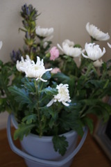 バケツの花