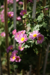 庭の花