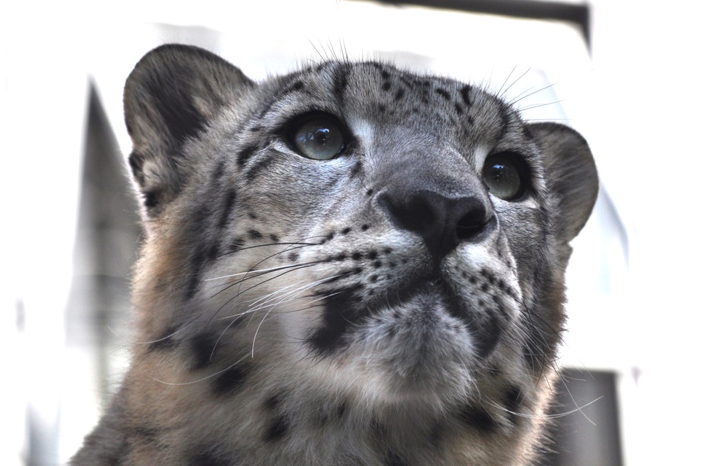 snowleopard