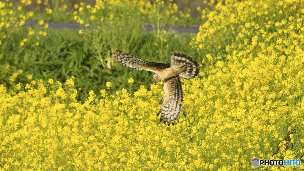 菜の花ハイチュウ_9010sDDD