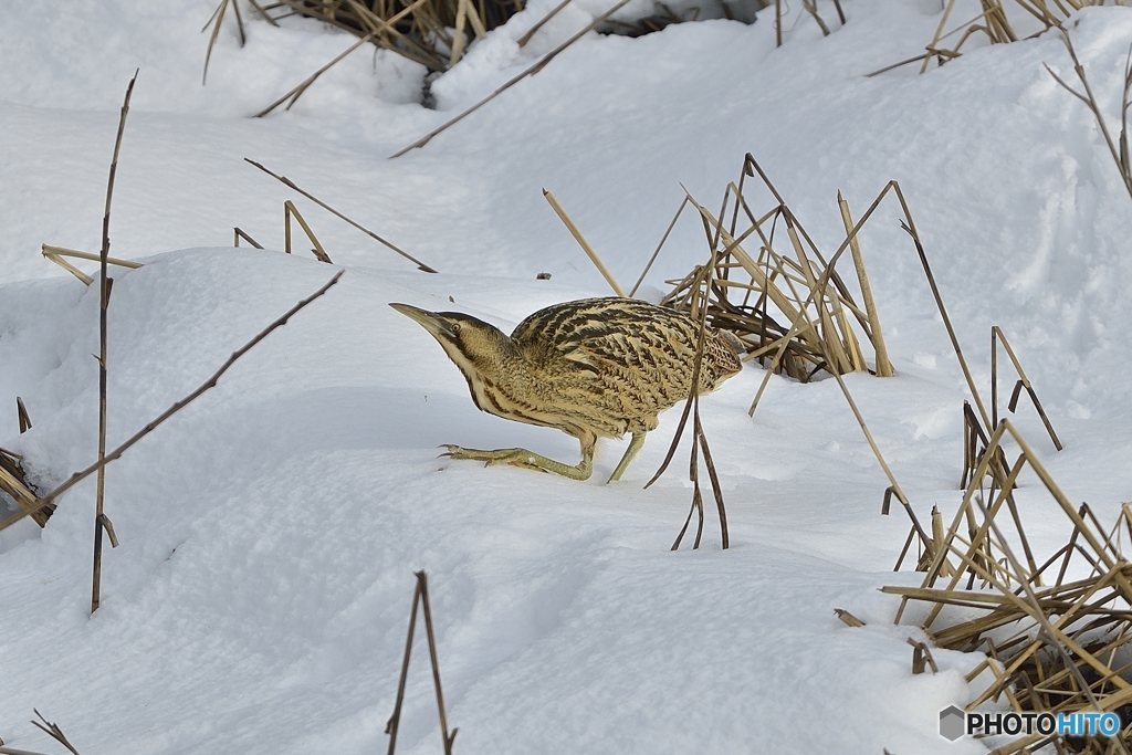 雪のサンカノゴイ　_2008☆