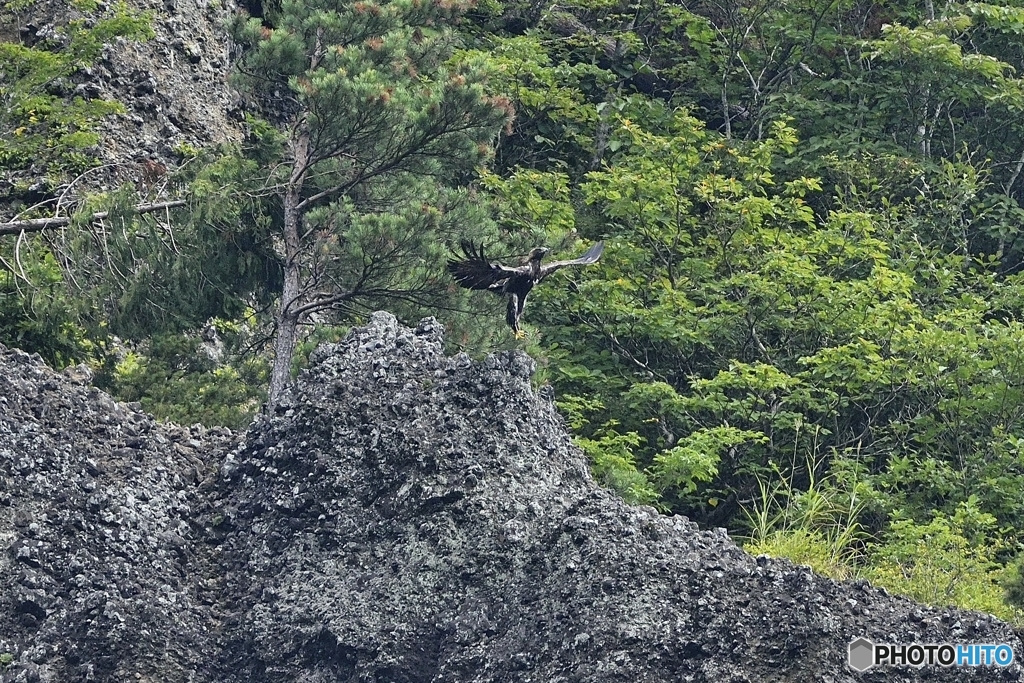鳳凰！　イヌワシ　_a5265