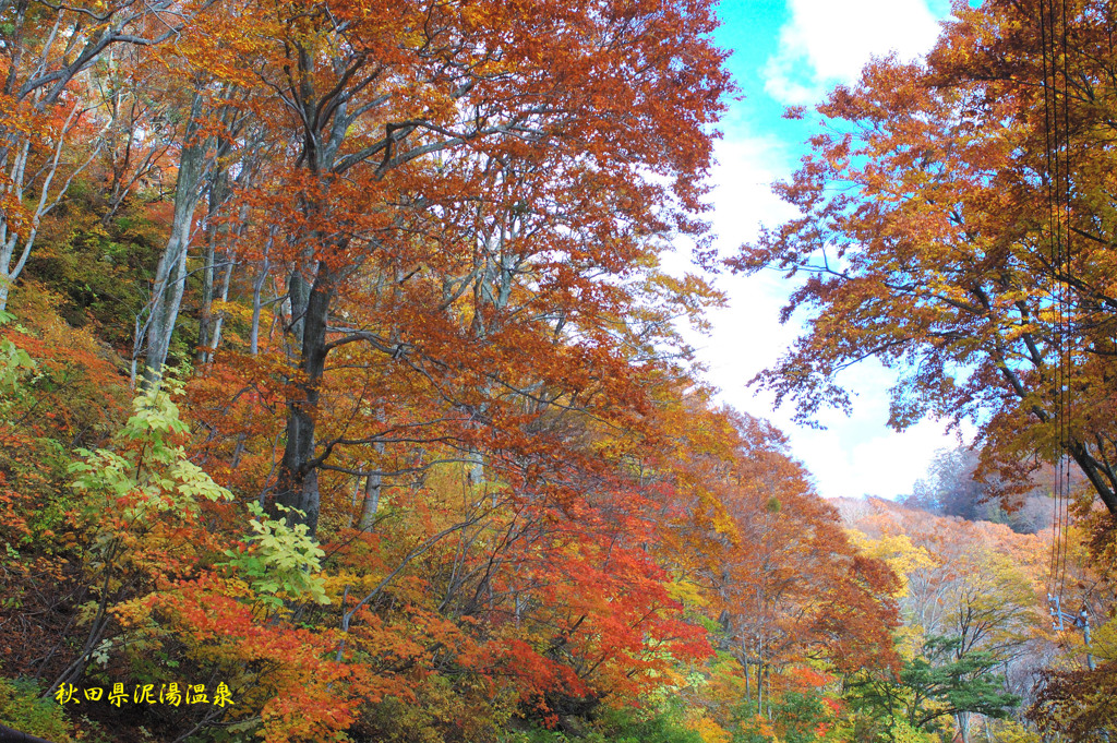 紅葉　泥湯_2025