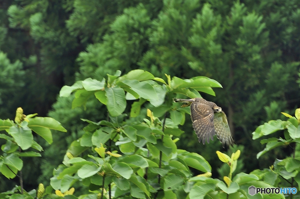 飛び去るサシバ幼鳥　_8113