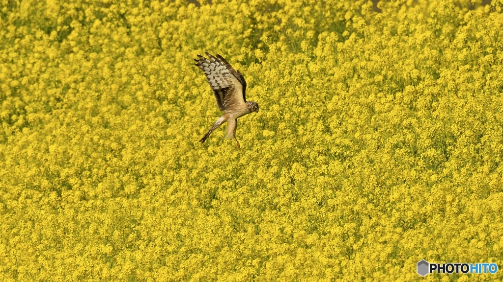 菜の花ハイチュウ_8147sDDDD☆