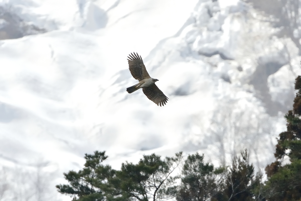 雪絡みクマタカ幼鳥_9507sDD