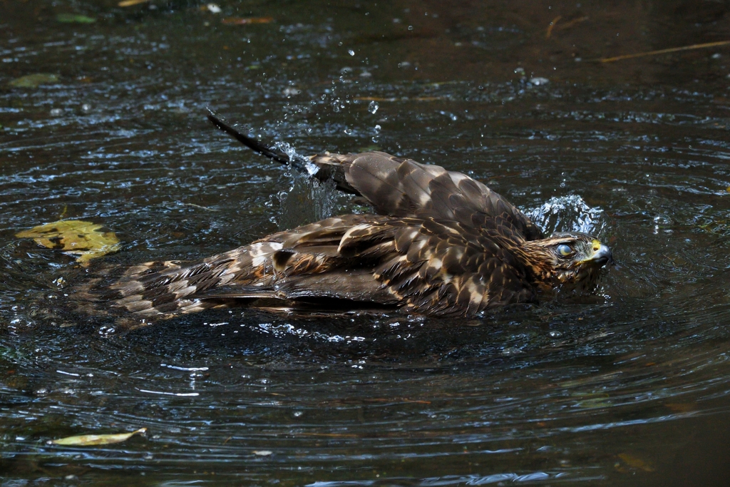 オオタカ幼鳥の水浴び_8400