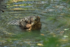 オオタカ幼鳥の水浴び_9252