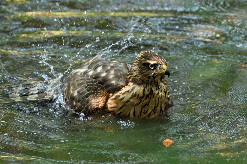 オオタカ幼鳥の水浴び_9242