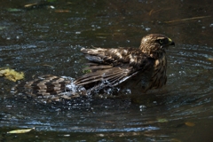 オオタカ幼鳥の水浴び_8393