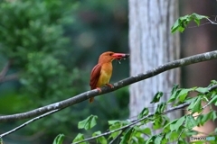 ネズミを咥えるアカビン！