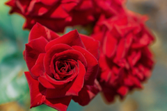 Red rose...1