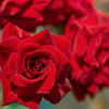 Red rose...1