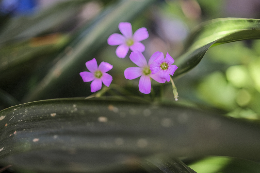 花壇の花