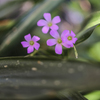 花壇の花