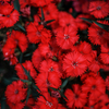花壇...1
