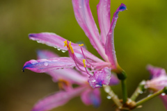 秋花