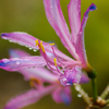 秋花