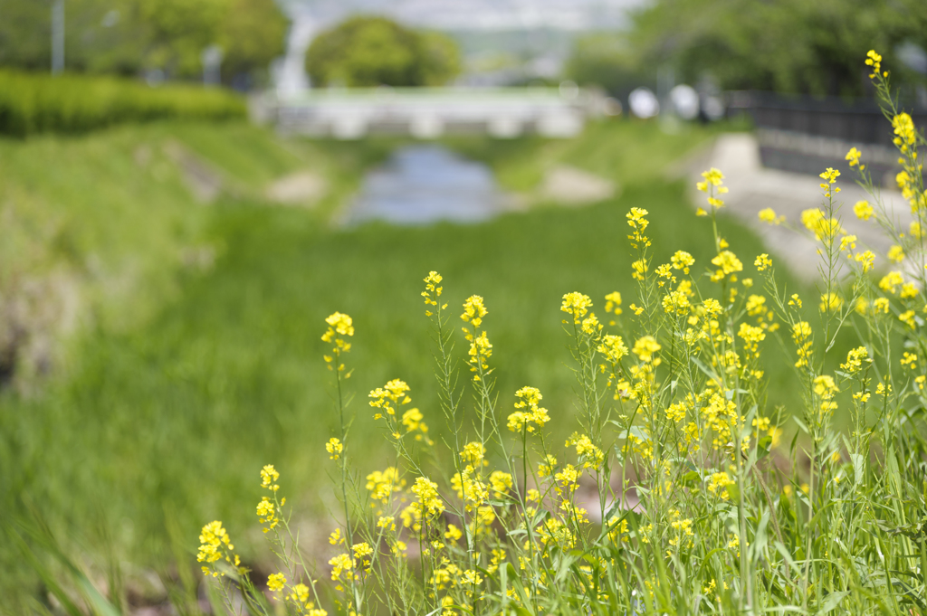 菜の花