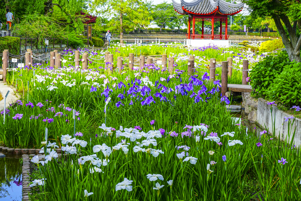 花菖蒲まつり…1