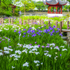 花菖蒲まつり…1