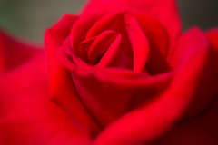 紅薔薇…2
